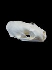 Real Mink Skull Beetle Cleaned Taxidermy Art