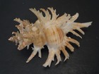 Super Spines   chicoreus Cnissodus W o 71 4mm philippines Seashell