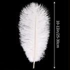 White Ostrich Feathers 24pcs Natural Bulk 10-12inch 25cm-30cm For Crafts Wedd