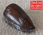 Conus Pennaceus F  Tsara 57 2mm Ultra  Exquisite Blue Beauty From Madagascar