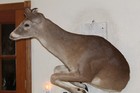 Whitetail Deer Head Shoulder Mount Taxidermy Mount Antler Hunt Rack Mule Hide