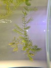 Buy 2 Get 1 Free Hornwort  ceratophyllum  Live Aquarium Pond Plant Planted Tank