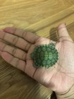 Baby Red Eared Turtle