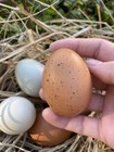 12 Hollow Rainbow Eggs From Free-range Hens