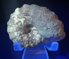 Uv-reactive  Rare 2 5    Texas Fossil Woodbine Ammonite conlinoceras Tarrantense 