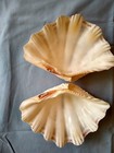 Tridacna Gigas  2 Piece Clam Shell Pair 3 75 Inch By 5 5 Inch Sits Flat
