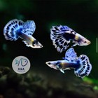 1 Trio - Purple Ivory Mosaic Halfmoon - Live Guppy Fish High Quality Usa Seller 