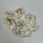 Lot Of 10 Real Coyote Molars Teeth Taxidermy Art Weird Odd Project Unqiue   3688