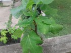 Italian 258 Fig Tree  ficus Caric   1 Healthy Cultivar 10 to 14  H      6 -9  W 