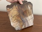 Petrified Wood Slice Polished  Sequoia Arizona 225 Million Years Slab