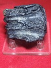 Extinct Ice Age Megafauna Tooth Fragment Fossil Peace River Florida