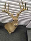 Massive 14-point Whitetail Deer Shoulder Mount - Trophy Taxidermy Cabin Decor