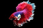 1mm - 1 32  Betta Fish Floating Pellets For Bettas  Guppies  Tetras   More  Wl