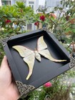 Real Luna Moth Celestial Shadow Box 7 5x7 5  Frame Moon Stars Taxidermy Wall Art