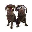 Doggles Goggles Black Ils Racing Flames Frame With Orange Lens