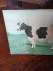 Antique Holstein Cow Agricultural Farm Advertisement Ad Megaree