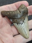 2 7 8 authentic Prehistoric Megalodon  Fossil Shark Tooth Teeth Free Shipping 