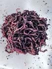 Nature s Dream Ranch 150 Count Red Wiggler Earthworms Live Composting Worm Mix