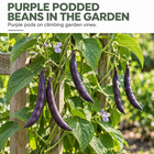 Purple Podded Bean Seeds For Planting  30 Seeds For Climbing Home Garden Vines