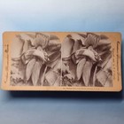 American Agriculture Stereoview C1893 Lake Worth Fl Real Photo Banana Tree