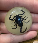 Real Black Scorpion - Resin Paperweight Half Dome Glow In Dark