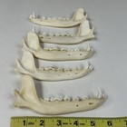 Lot Of 5 Assorted Coyote Jaws Real Taxidermy Cleaned Goth Weird Odd  3618