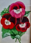 Antique Original Framed Hand-colored Lithograph From France