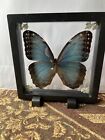Blue Morpho Peleides Taxidermy Real Butterfly  Framed Double-sided 2d