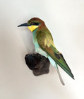 European Bee-eater Taxidermy Wall Mount Merops Apiaster Exotic Bird Display