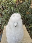 Plush Alpaca Animal White Real Alpaca Fur 7  H Soft Stands Independently Peru