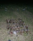 Headless Mallard Duck Decoys For Hunting     Durable Windsock Decoy 12-pack