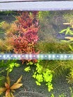 5 Stems Rotala Blood Red Sg Variant Rare Live Aquarium Plants