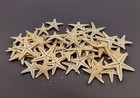 Mini Tan Sand Starfish  approx  Quarter Cup   -45 Starfish 0 5  Inch  Starfish
