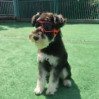 Uv Protective Goggles For Dogs Cat Sunglasses Cool Protection Eyewear For Small