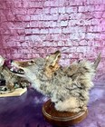 North American Coyote Taxidermy Head Shoulder Mount Real Teeth Oddities Art Fur