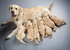 Puppy Collars For Litter puppy Collars For Small Puppies Soft Nylon Safety Whelp