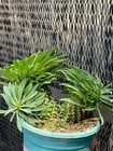  Raresucculent Plant Euphorbia Bupleurifolia Selfrooted Boutique Wysiwyg