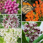 Milkweed Seed Packet Collection  5 Individual Varieties  Heirloom   Untreated