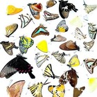 10 Pcs Real Butterfly Specimens Set - Ethically Sourced   Framed For Display