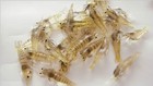20pcs Shrimp Fishing Lures Soft Silicone Artificial Bait With Hooks Tackle Set