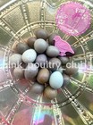 12  Exotic Rare Button Quail Hatching Eggs Colors Extras Included 