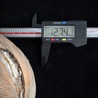 Giant Surf Clam Sea Shell 121 0mm X 127 4mm No Data  e874 