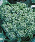 Broccoli Green Sprouting Calabrese Organic Heirloom Pure Seed 500 Seeds
