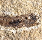 Eomyctophum Koraensis - Endemite  Perfectly Preserved Deep-water Fossil Fish