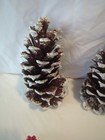 Long Leaf Pine Cones  Lot Of 6 Christmas Decorations  6 Inches Tall