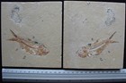 Sedenhorstia Dayi 28 - Nice Color  Split Both Sides - Cretaceous Fossils Lebanon