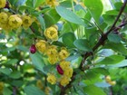 European Barberry Berberis Vulgaris - 10  Seeds