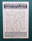 1966 Vintage Scanlens  animals Of Australia  Card   Laughing Kookaburra   17