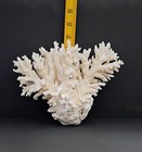 Vtg Natural Coral Home Decor Aquarium