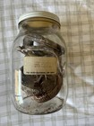 Preserved Snake Specimen In Glass Jar Reptile Species